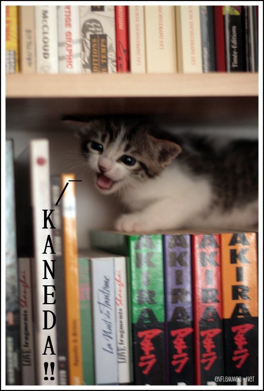 un chaton qui miaule «Kaneda» sur une ré-édition du manga «Akira»
